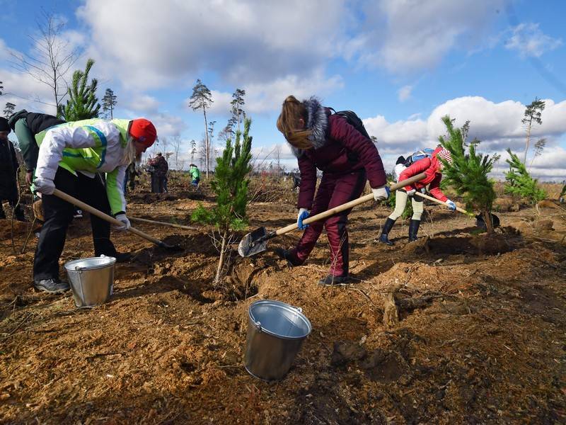 В пострадавших от пожаров регионах РФ активно идут посадки деревьев