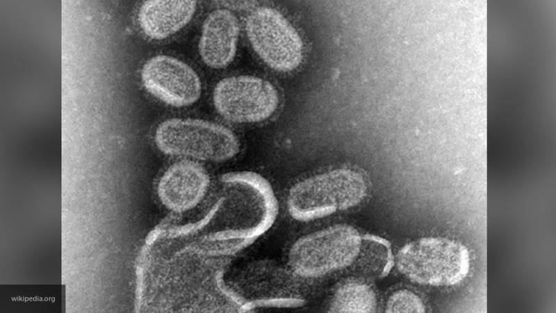 Ученые заявили, что "вирусы-убийцы" могут заразить до 80 млн человек менее чем за два дня