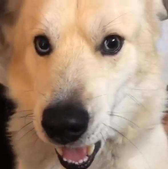 Слуцкий сделал пародию на видео "собака-гипнотизер"
