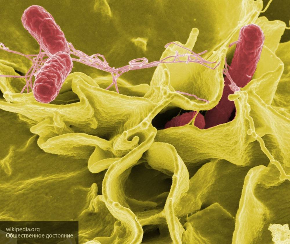 Эксперты выявили новую супербактерию сальмонеллы, стойкую к лекарствам