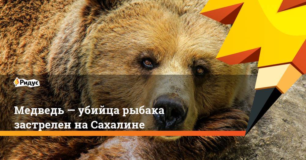 Медведь&nbsp;— убийца рыбака застрелен на&nbsp;Сахалине