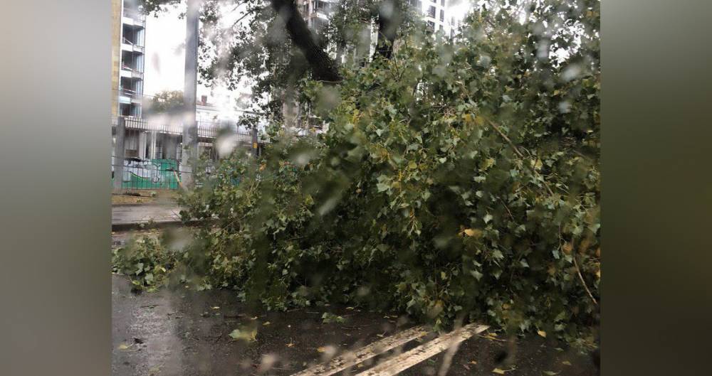Префектура САО опровергла сообщения об упавшем дереве на Бутырской