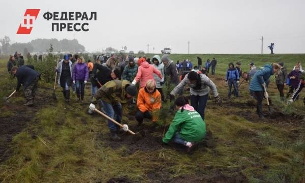«Южный Кузбасс» посадит почти 70 тысяч сосен и елей на нарушенных землях