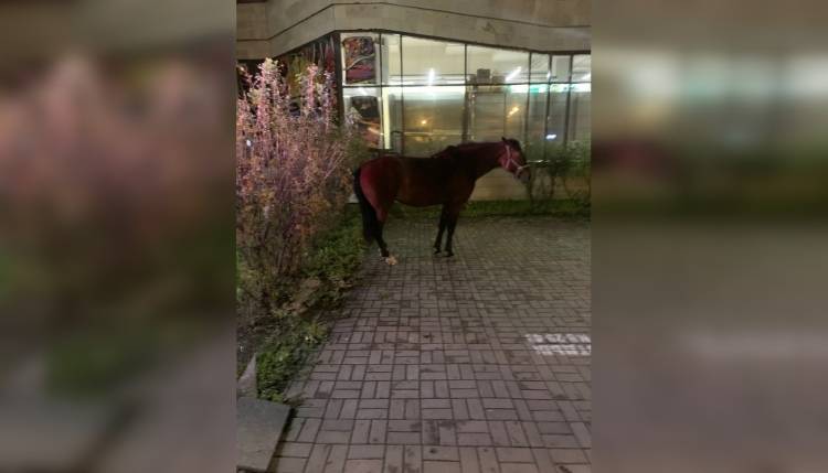 Жители Петербурга заметили бесхозную лошадь на Площади Конституции
