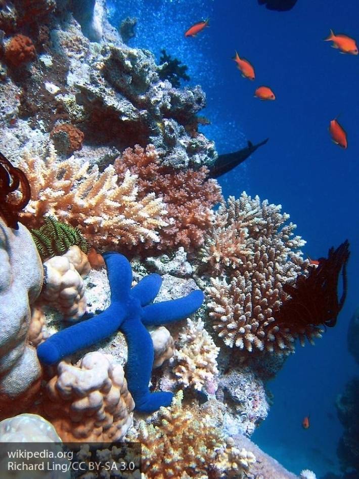 Новый способ защиты коралловых рифов поможет другим экосистемам