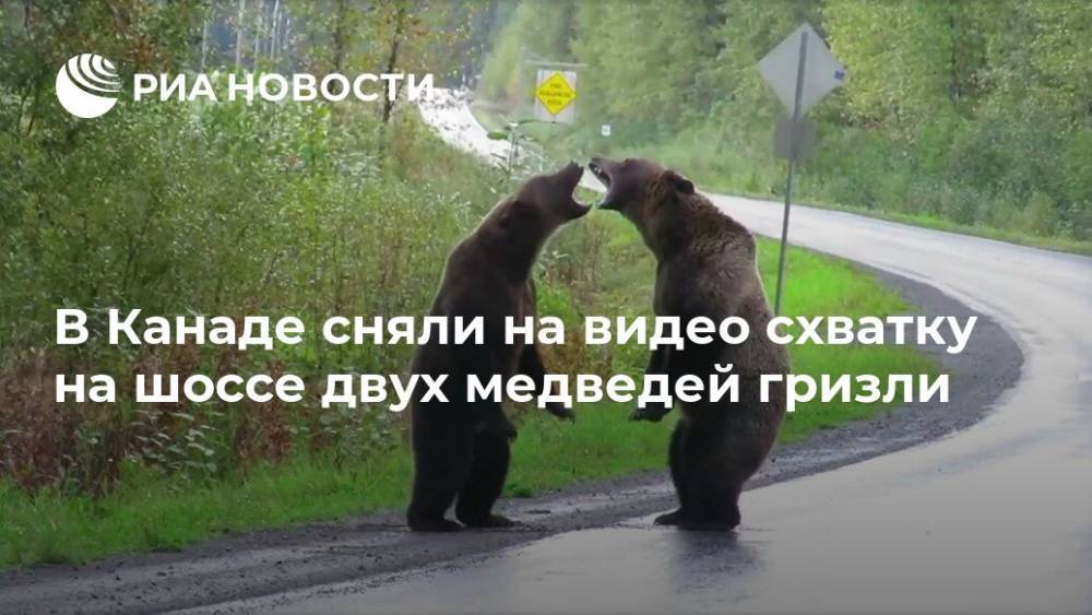 В Канаде сняли на видео схватку на шоссе двух медведей гризли