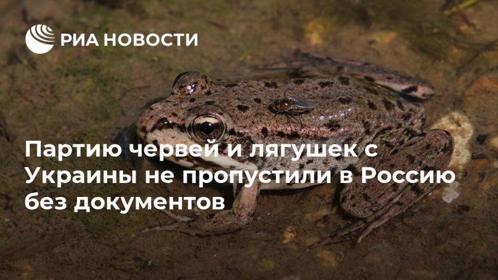 Партию червей и лягушек с Украины не пропустили в Россию без документов