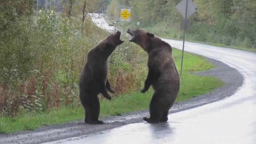 «Звериные ММА»: кадры схватки двух медведей гризли на шоссе в Канаде