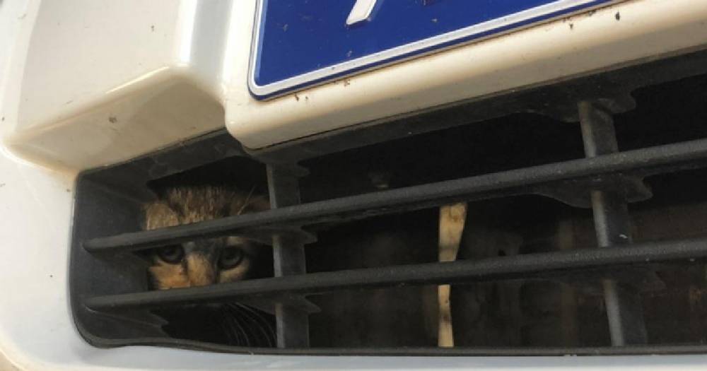 Самарские полицейские спасли застрявшего в патрульном авто котёнка.