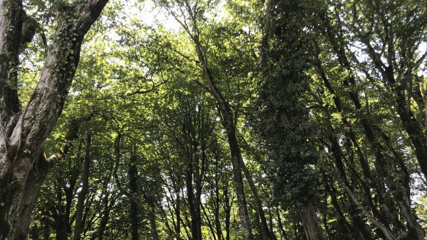 Британцы нашли в Амазонии аномально высокие деревья