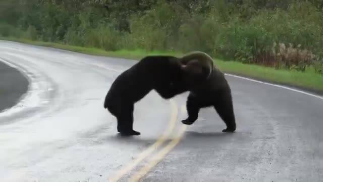 Видео из Канады: На автомобильной трассе два медведя устроили поединок