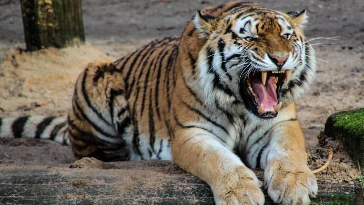 Тигр напал на людей в Хабаровском крае, один человек погиб