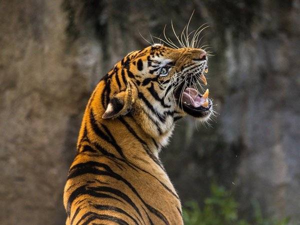 В Хабаровском крае тигр напал на охотников. Один человек погиб