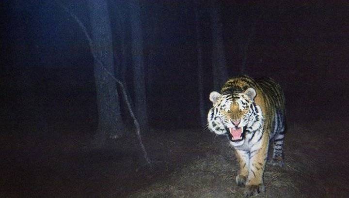 В Хабаровском крае встреча человека с тигром закончилась трагедией для обоих