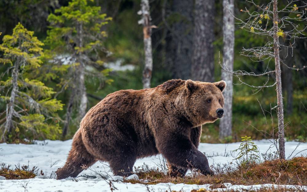 В Канаде медведи гризли вышли на шоссе и устроили схватку