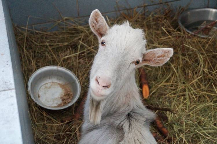 Полиция возбудила уголовное дело по факту убийства козы Кати в Ленобласти