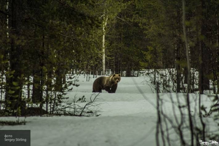 Схватка двух свирепых медведей гризли на шоссе в Канаде попала на видео