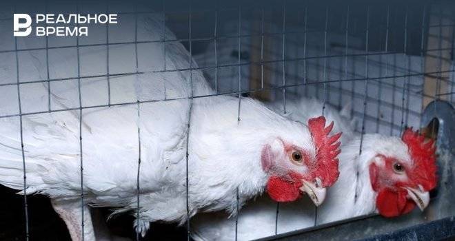 Полторы тысячи куриц из Татарстана задержали в Ростовской области