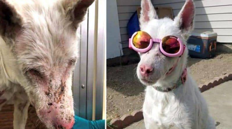 Собака, которая не может выйти на улицу без солнцезащитных очков, ищет себе любящую семью