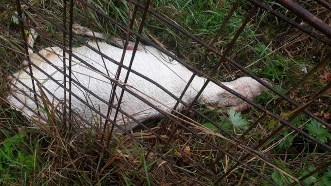 После жестокого убийства козы в Ленобласти завели уголовное дело