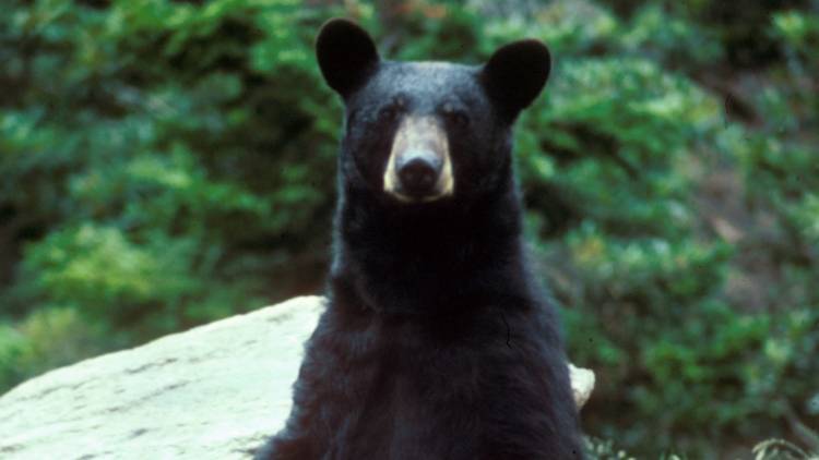 Канадка сняла драку двух медведей гризли на шоссе
