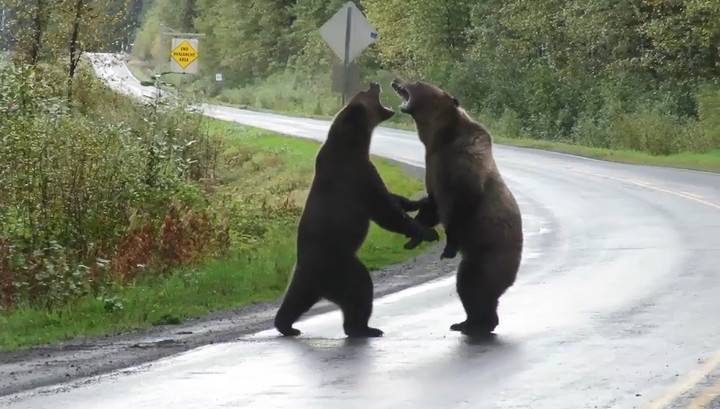 Два медведя сошлись на "ринге" посреди проезжей части в Канаде
