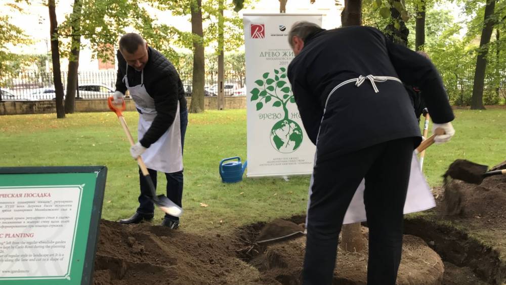 Семиметровую липу посадили в Михайловском саду в ходе акции «Древо жизни»