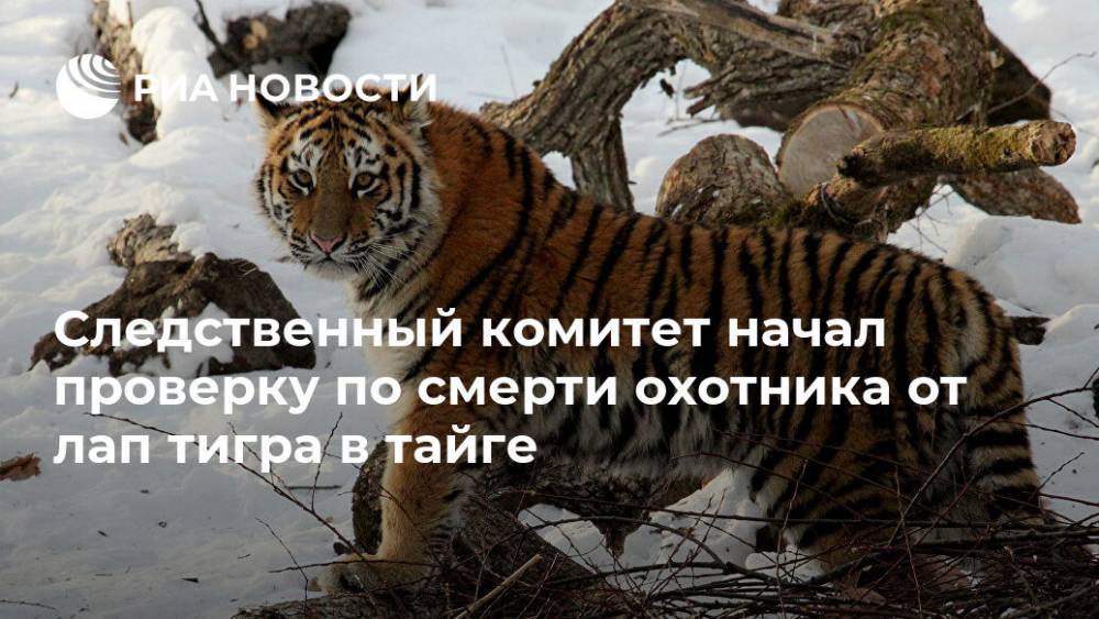 Следственный комитет начал проверку по смерти охотника от лап тигра в тайге