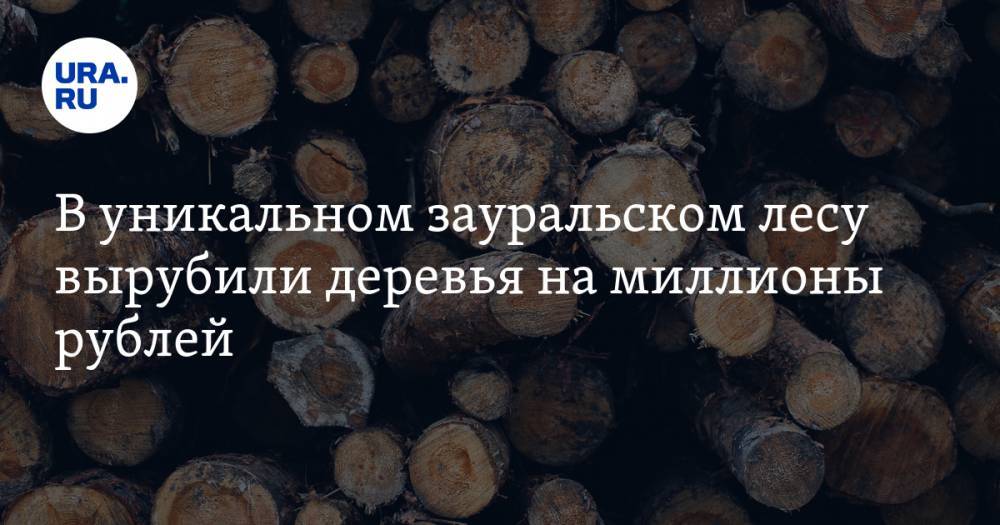 В уникальном зауральском лесу вырубили деревья на миллионы рублей