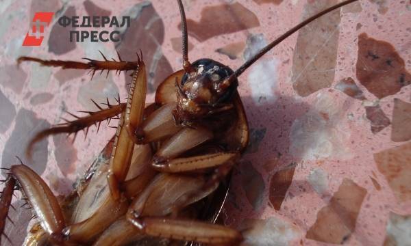 В Нижнем Новгороде женщина «натравила» на коммунальщиков тараканов