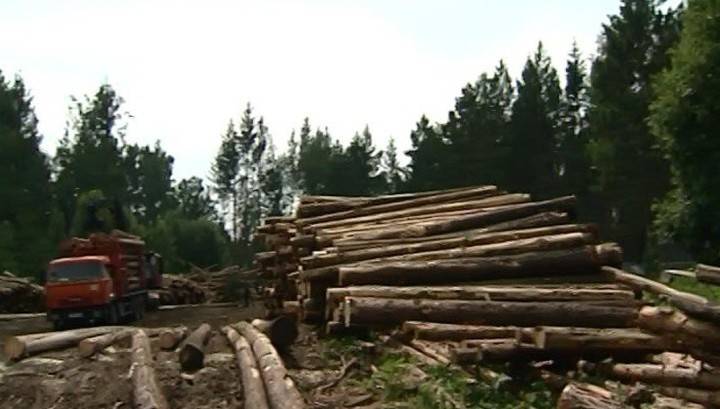 Генпрокурор РФ провел в Красноярске совещание на тему незаконных вырубок леса