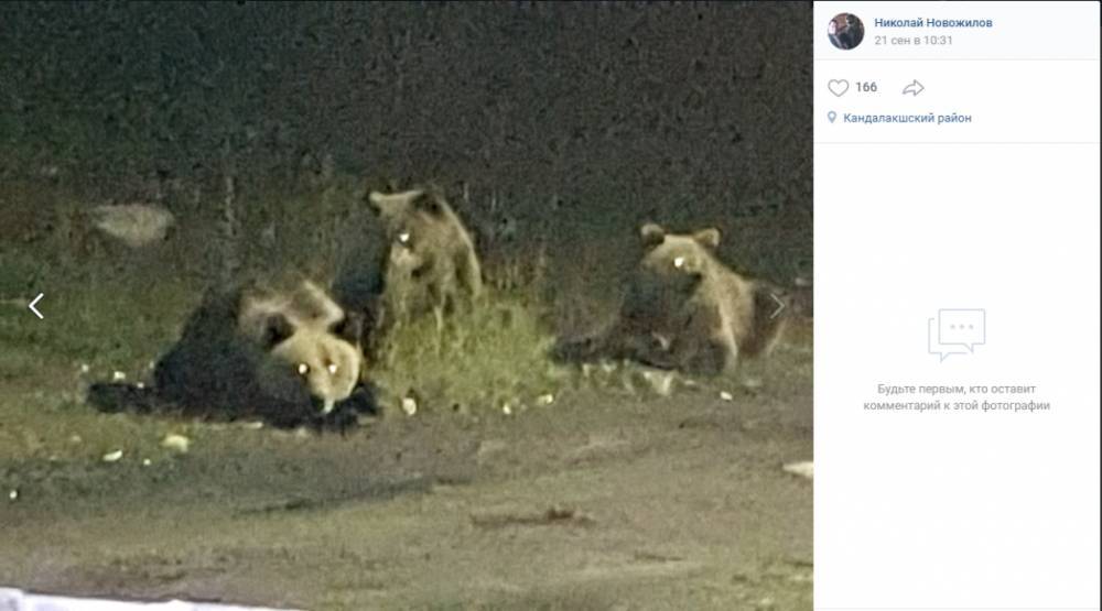 Четвертый день в Кандалакшском районе медведи пугают жителей