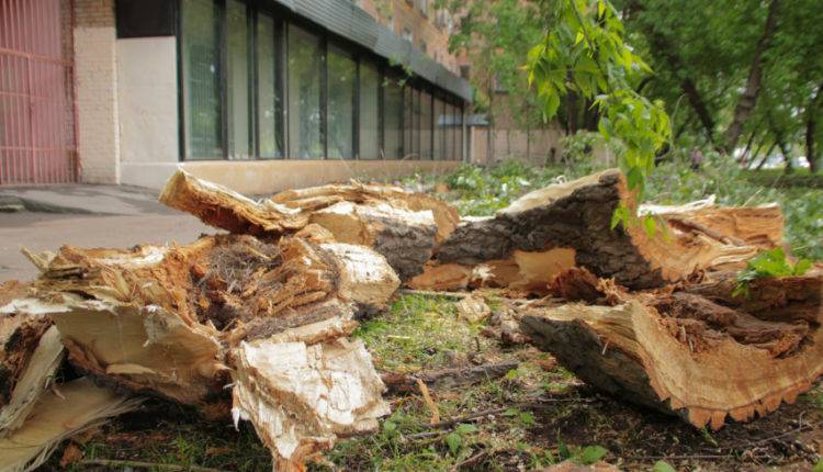 От поваленных ветром деревьев в Москве пострадали три человека