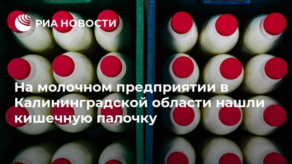 На молочном предприятии в Калининградской области нашли кишечную палочку
