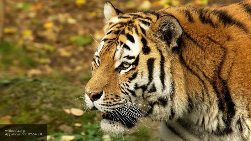 СК начал проверку из-за смертельного нападения тигра на охотника в Хабаровском крае