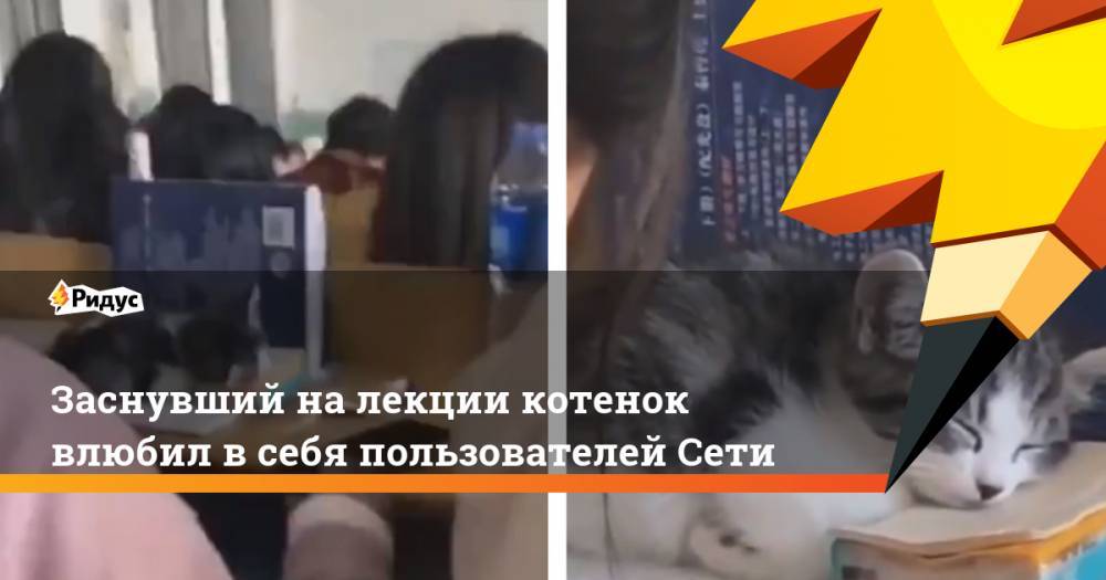 Заснувший на лекции котенок влюбил в себя пользователей Сети