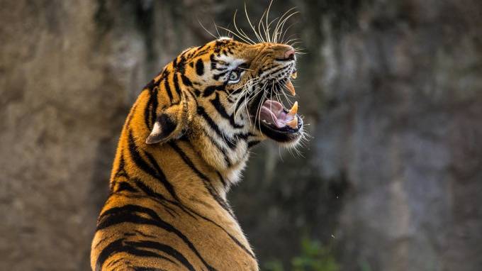 Тигр убил охотника под Хабаровском