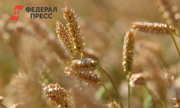 Патрушев рассказал об урожае пшеницы первого класса