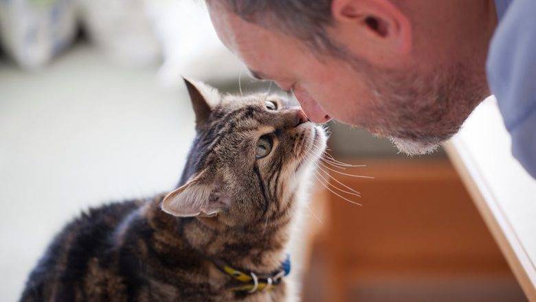 Ученые доказали, что кошки привязываются к людям крепче собак