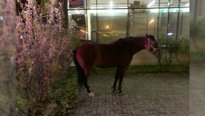 Депутаты не знают, что делать с одинокой лошадью, которая бродит по Петербургу