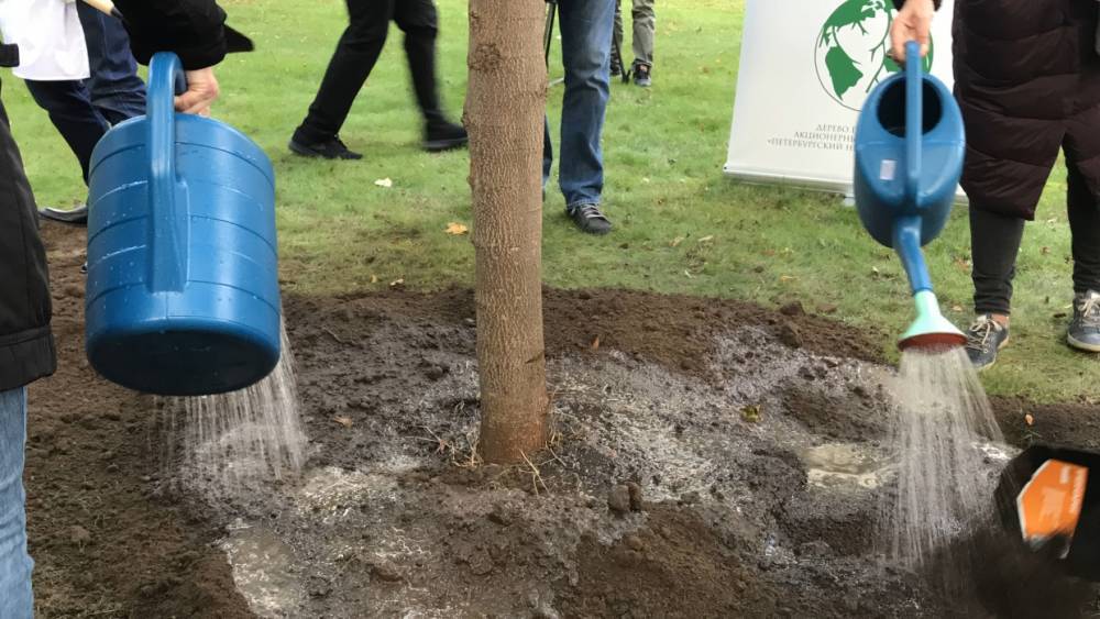 Садовники и общественники определят места, где петербуржцы смогут высаживать деревья