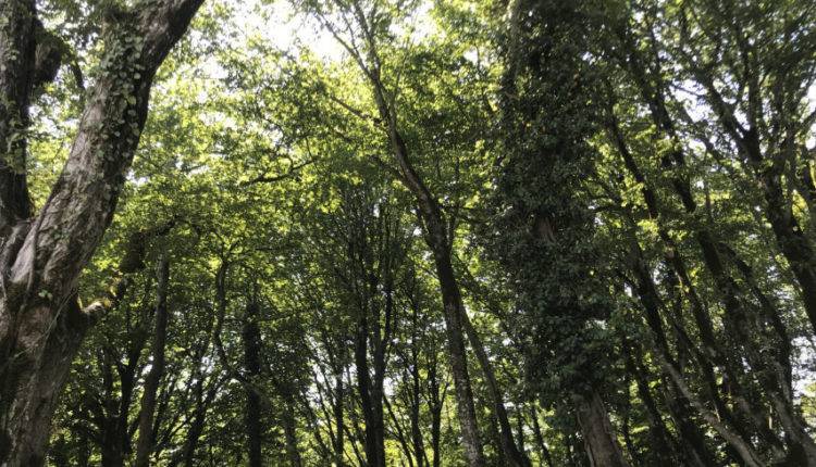 Британцы нашли в Амазонии аномально высокие деревья