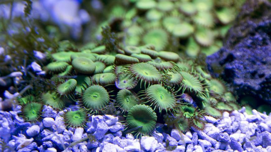 Для спасения рыб ученые начали печатать кораллы на 3D-принтере