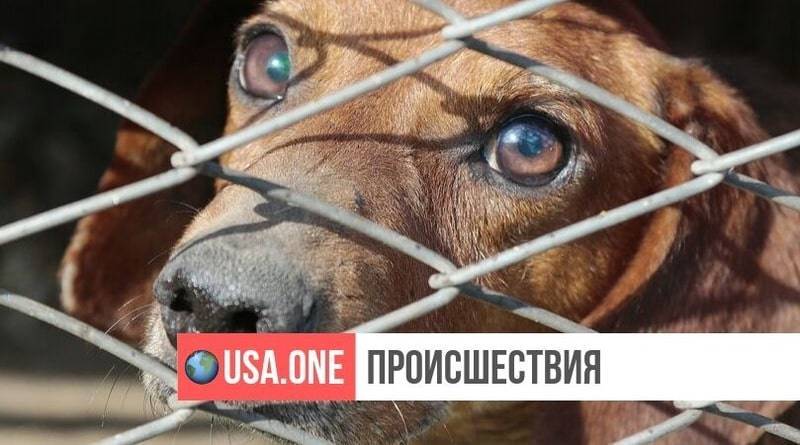 В доме у пары «защитников животных» нашли больше 120 трупов собак
