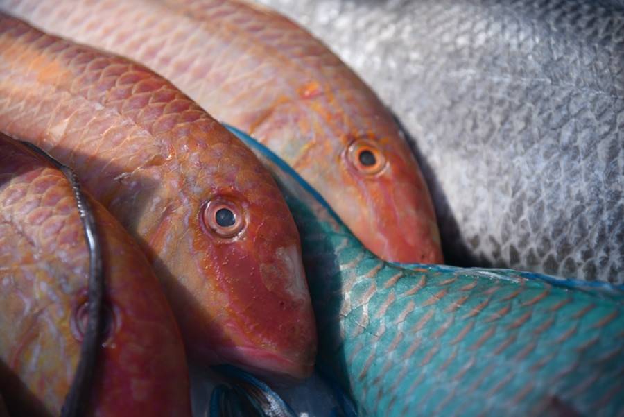 Россельхознадзор задержал более 44 тонн рыбы в Подмосковье