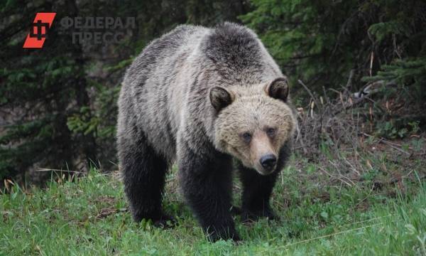 Женщина лишилась ноги после нападения медведя в уссурийском зоопарке