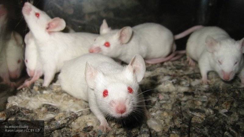 Ученые испытали на мышах первые биоразлагаемые имплантаты с лекарством от ВИЧ