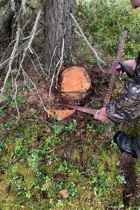 В Печорском районе ищут черных лесорубов