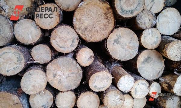 В Курганской области незаконно вырубили деревья на миллионы рублей