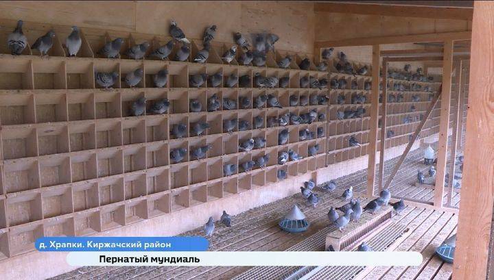 Под Киржачом находится единственный в России спортивный голубедром